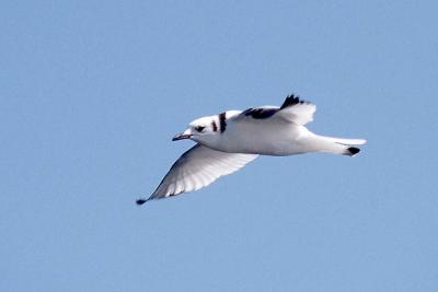 Black-legged Kittiwake, 1st cycle