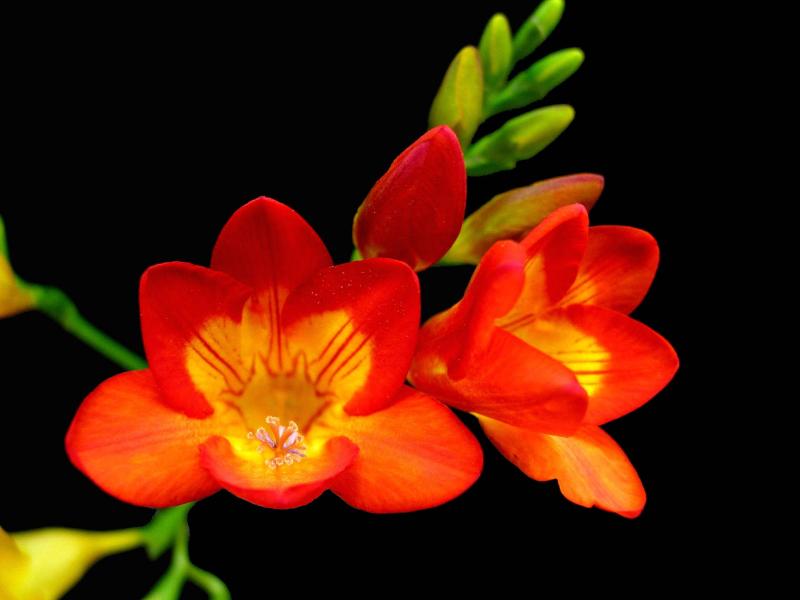 Red Freesia