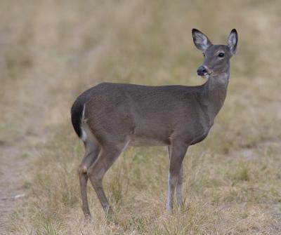 sotexasdeer_03