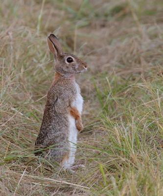 rabbits_hares