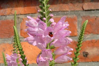 Flower & Lady-bug