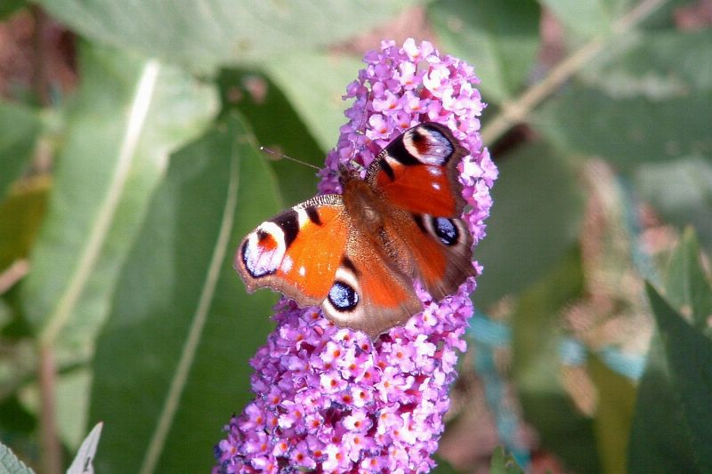Peacock (2)