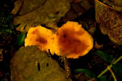 Fungus
