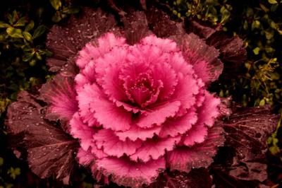 Cabbage Kale