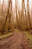 Through The Woods