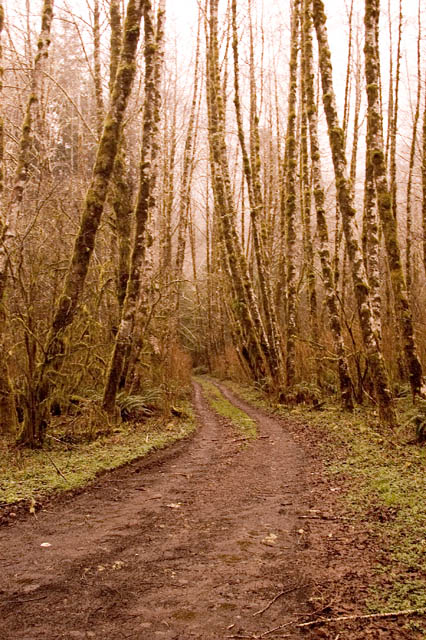 Through The Woods