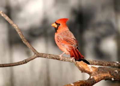 Juvenile Cardinal      0701