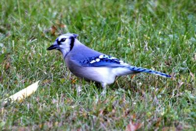 Blue Jay   0668