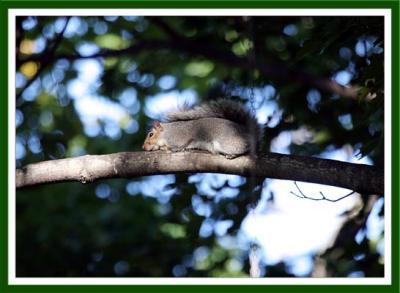 Squirrel  0658