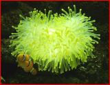 Sea - anemone