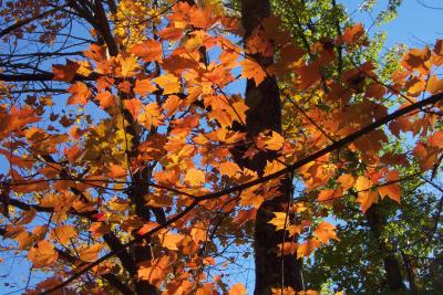 Autum Leaves