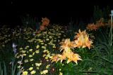 Flowers at Night