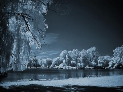 Under a Weeping Willow