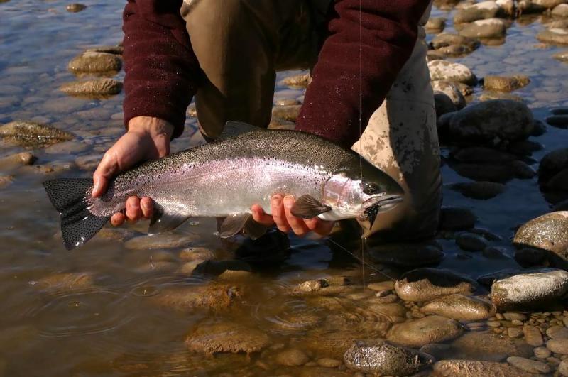 Bow River