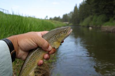Raven River