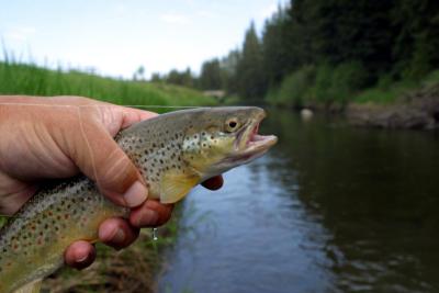 Raven River