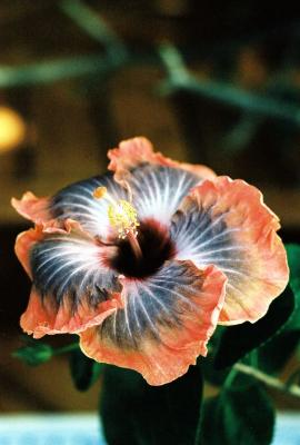 hibiscus1.jpg