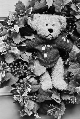teddy.jpg