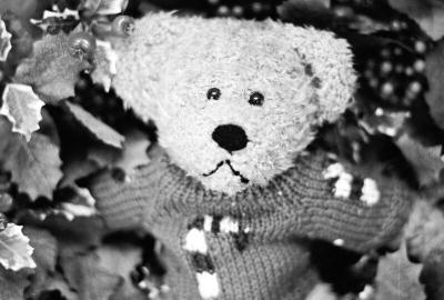 teddy2.jpg