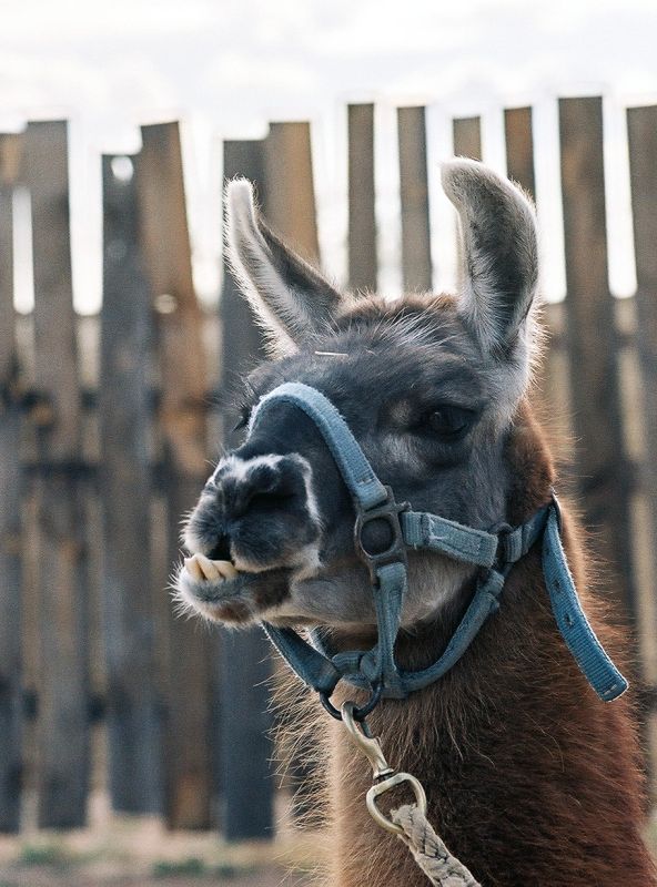 llama.jpg