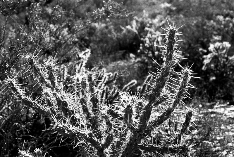 cactus.jpg