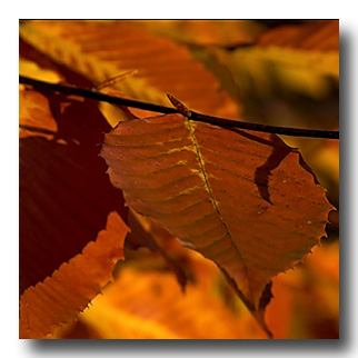u21/kleaf/upload/36681210.CRW_2829copy.jpg
