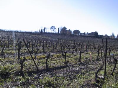 u21/kristofgeirnaert/medium/12556750.vineyard.jpg