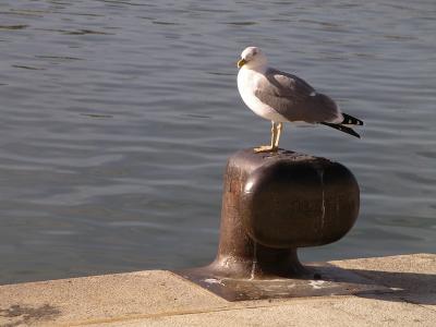 u21/lautla/medium/22044457.Oiseau01.jpg
