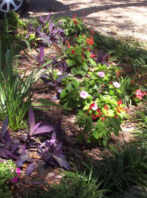 Close-up showing some of the colorful array of flowers currently in the garden. (The dark purple plants are Purple Heart (some people know it by Wandering Jew).