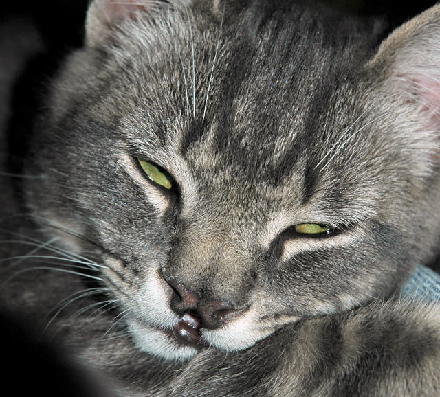 bugs nose