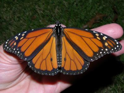 Monarch (Male)
