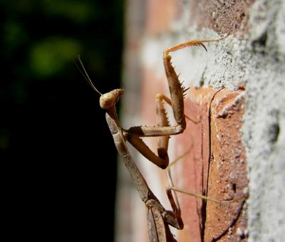 Carolina Mantid