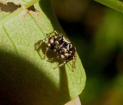 Metaphidippus Sp.