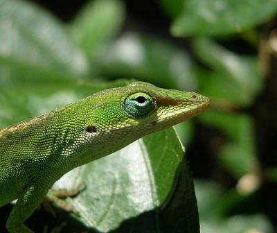 Green Anole