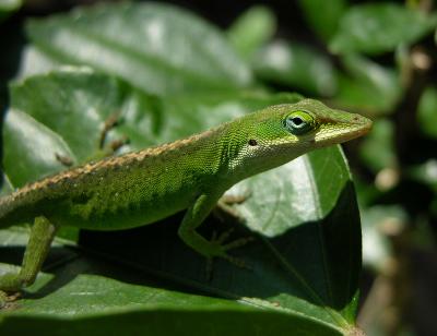 Green Anole