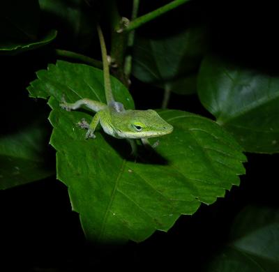 Green Anole