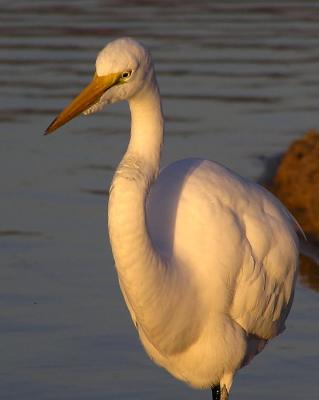 great egret malibu 2.jpg