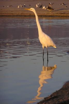 great egret malibu 4.jpg