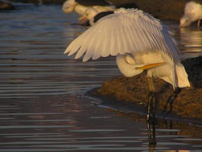 great egret malibu 7.jpg