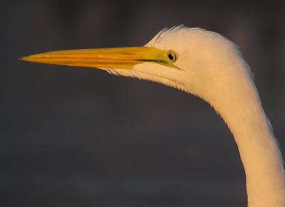 great egret malibu 9.jpg