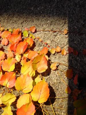 BackGarden.jpg