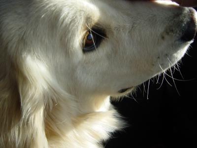 Dog.JPG