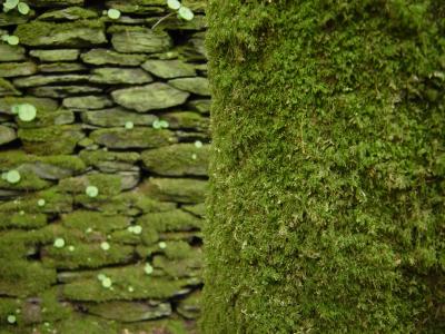Moss.JPG