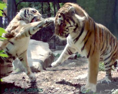 Tiger Fight bZ