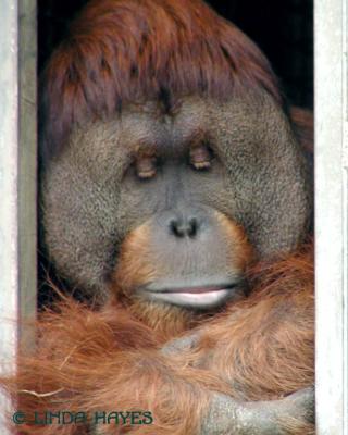 Orangutan 6