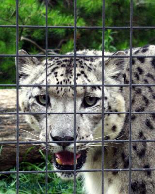 Snow Leopard Stare