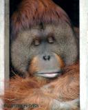 Orangutan 6