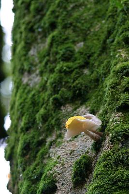 fungus growing in tree