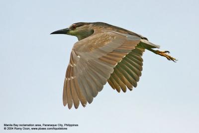 Black-crowned Night-Heron 

Scientific name - Nycticorax nycticorax 

Habitat - Variety of wetlands from ricefields to mangroves. 


