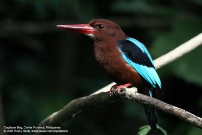 White-throated Kingfisher 

Scientific name - Halcyon smyrnensis 

Habitat - Clearings, along large streams and rivers, and in open country.
